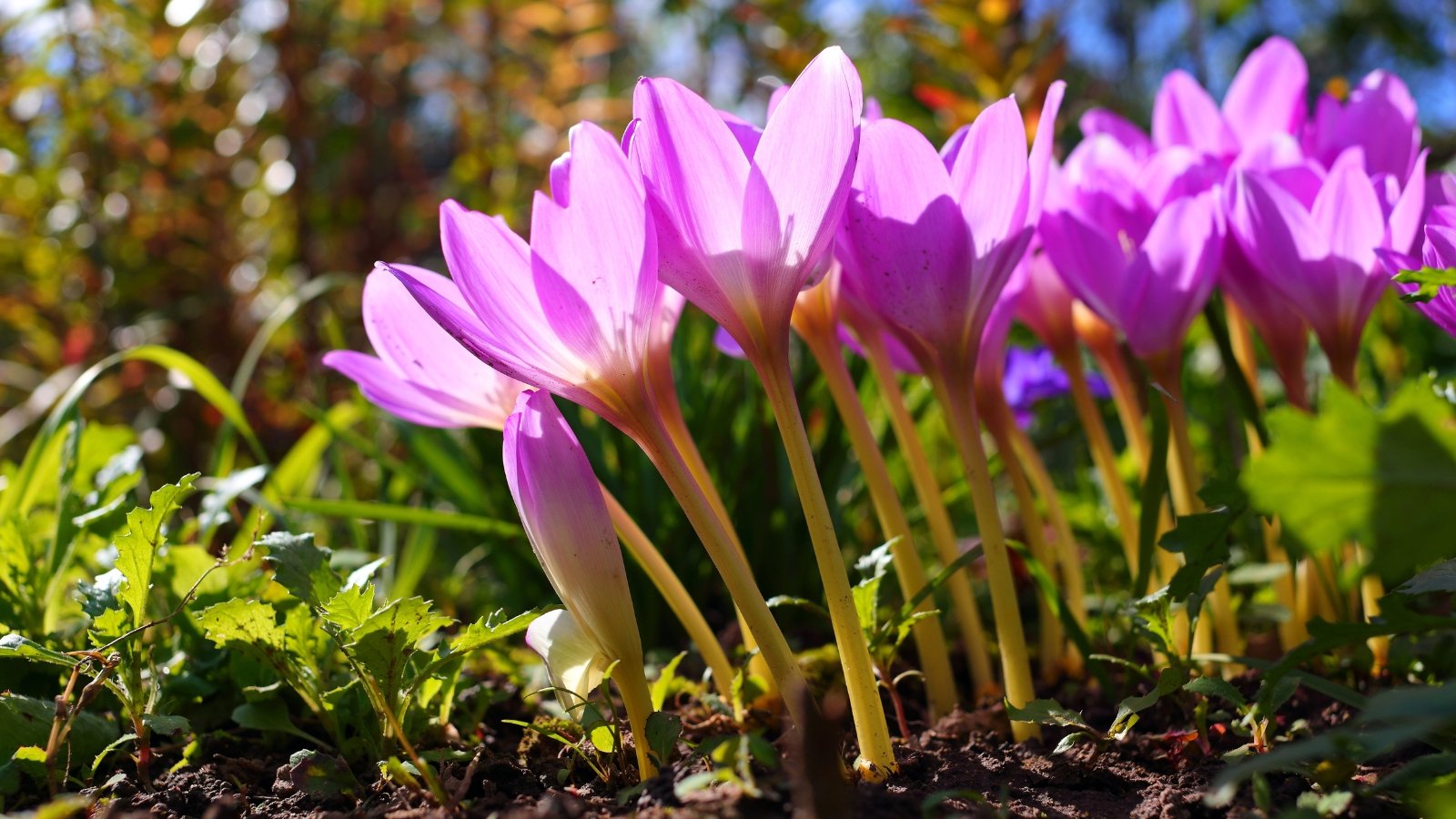 Slender, leafless stems rise from the soil, each topped with pale purple flowers featuring elongated, delicate petals and prominent yellow stamens, blooming fully in the bright sun.