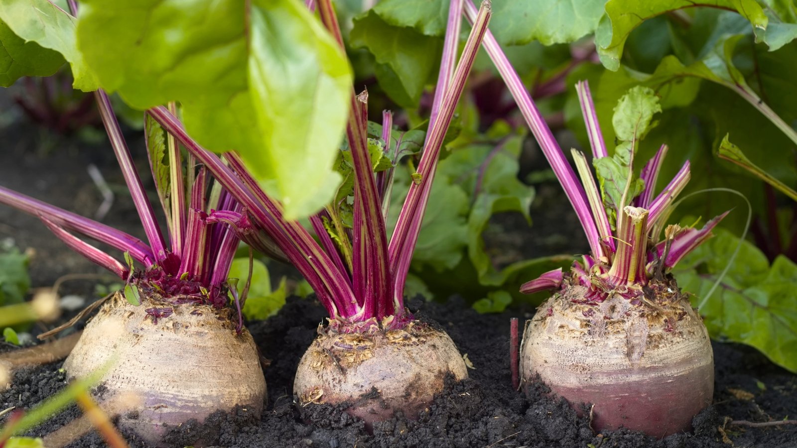Plants with broad, dark green leaves and reddish-purple stems, showing round roots partially emerging from the soil.