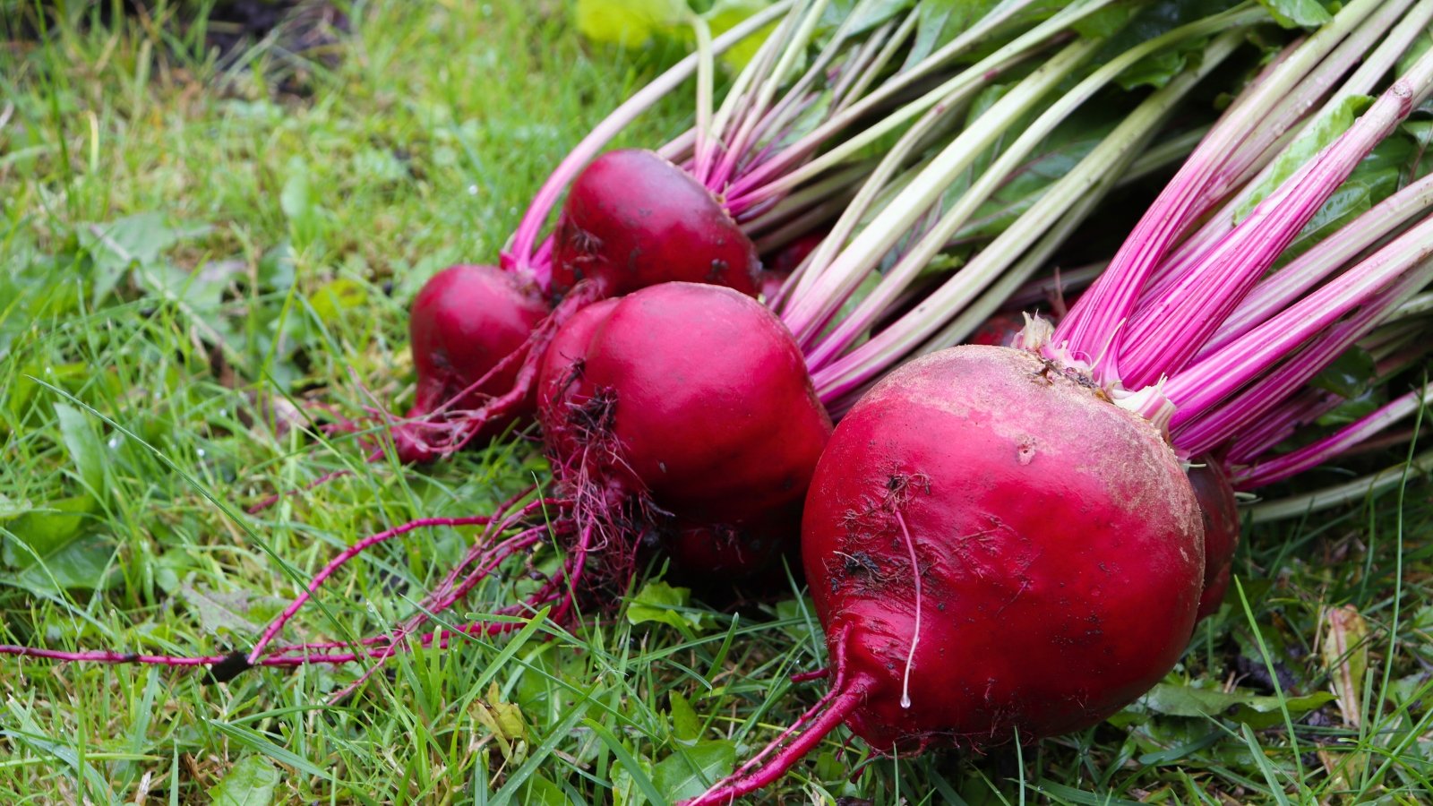 A bunch of large, round, deep-red roots with thick, bright pink stems lies in the grass.