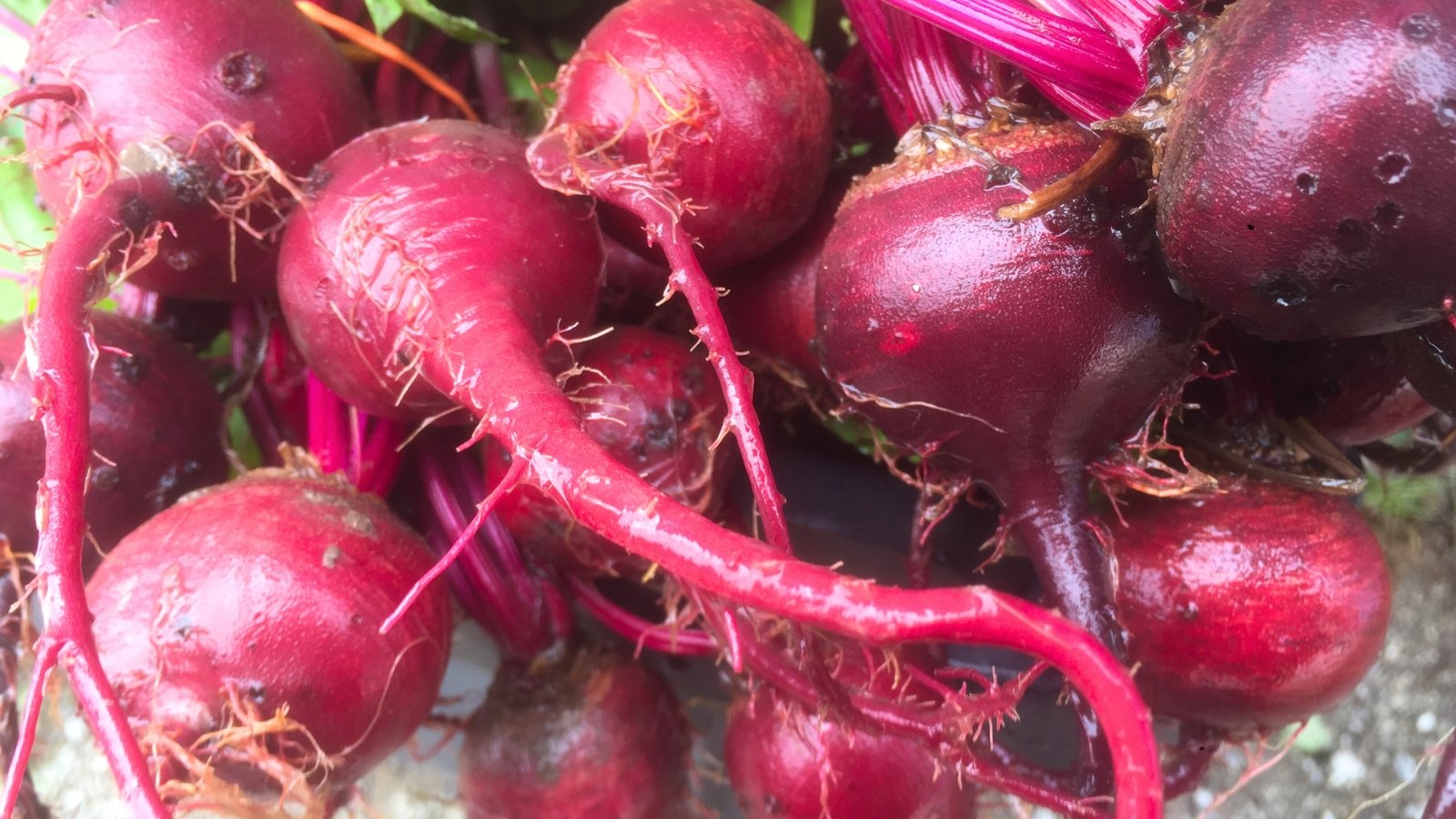 A close-up shows a pile of round, deep-red roots with thin, tangled root hairs and reddish-pink stems.