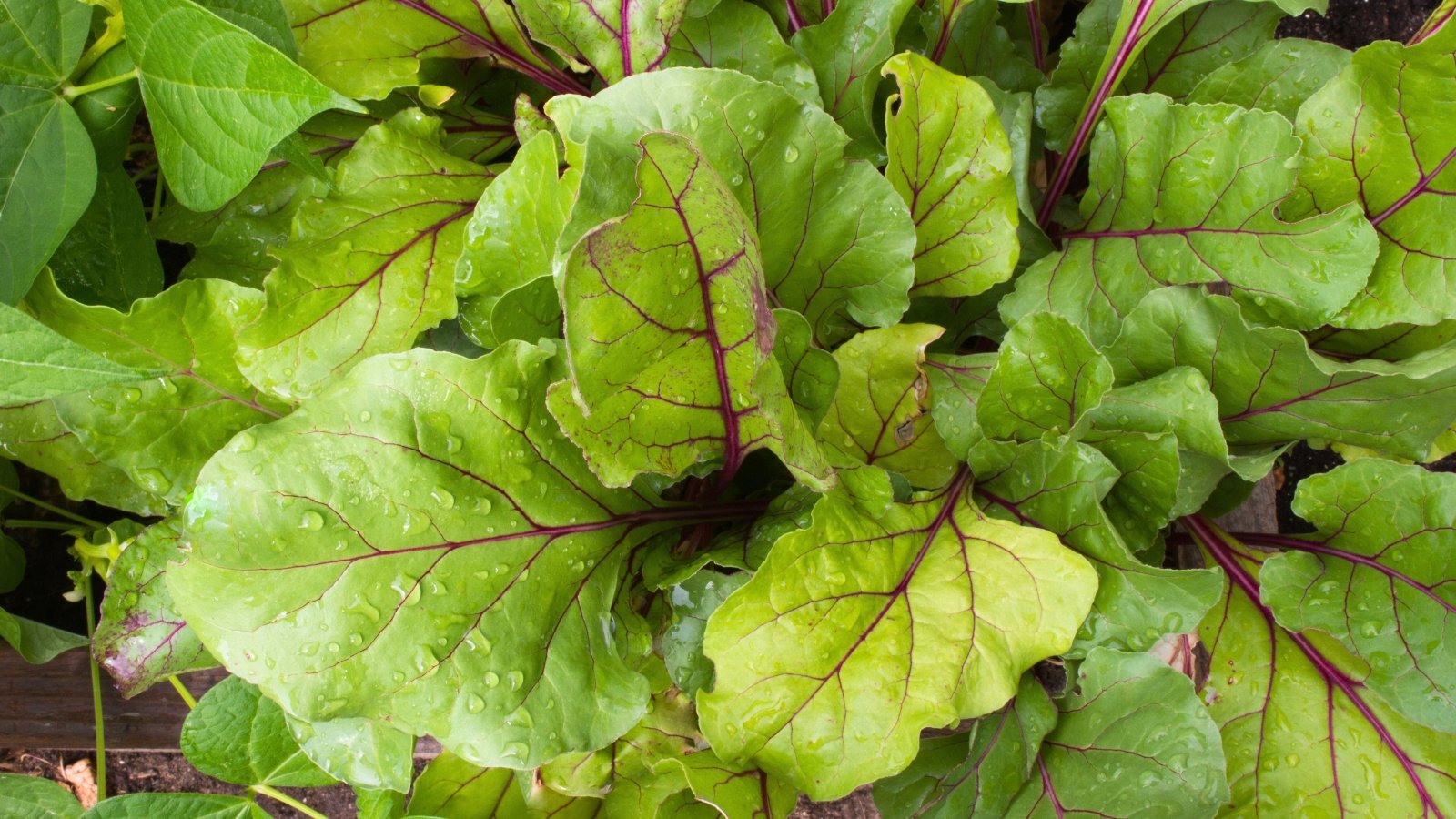 A cluster of broad, green leaves with pronounced reddish-purple veins and a slightly wrinkled texture is covered in water droplets.