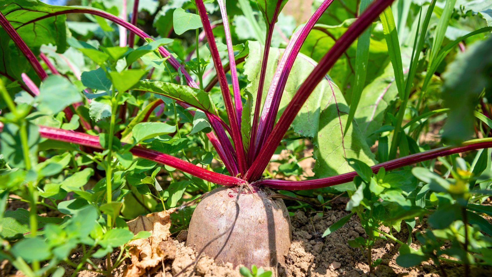 A single, large reddish-brown root partially exposed from the soil, topped by a radiating cluster of thin, dark red stems and large green leaves.