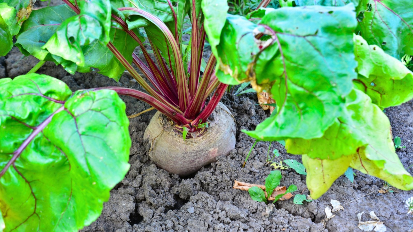 A single rounded, purplish-gray root is partially emerged from the dark, cracked soil, with its upright cluster of bright magenta stalks radiating out to large, rich green leaves.