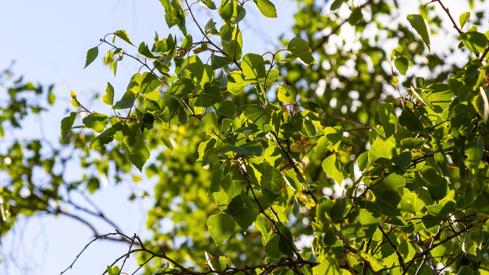 A cluster of small, pointed, serrated green leaves on thin branches reaching towards the sky.