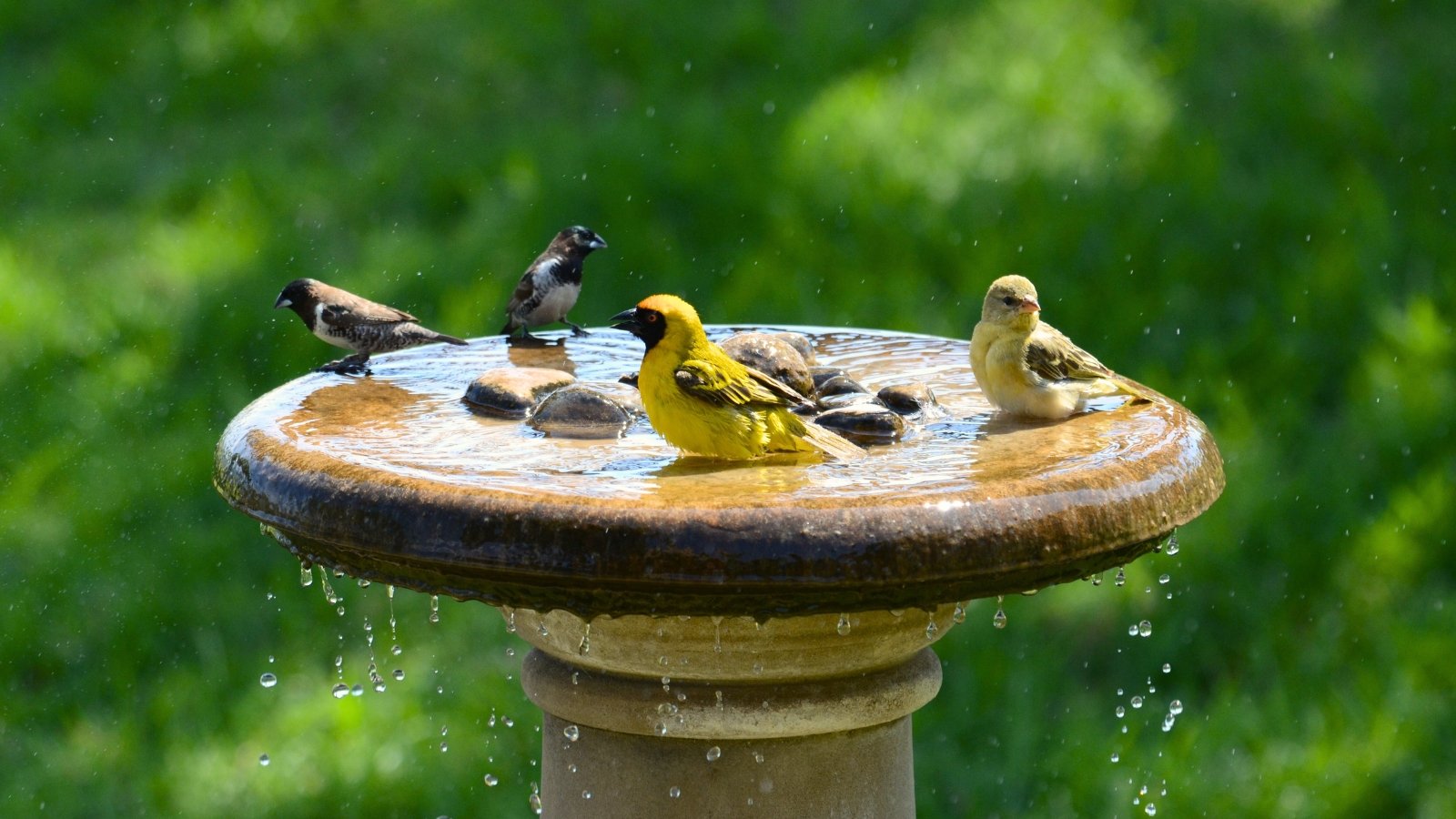 A mix of yellow, black, and white birds splash and drink in a sunlit bird bath surrounded by greenery.
