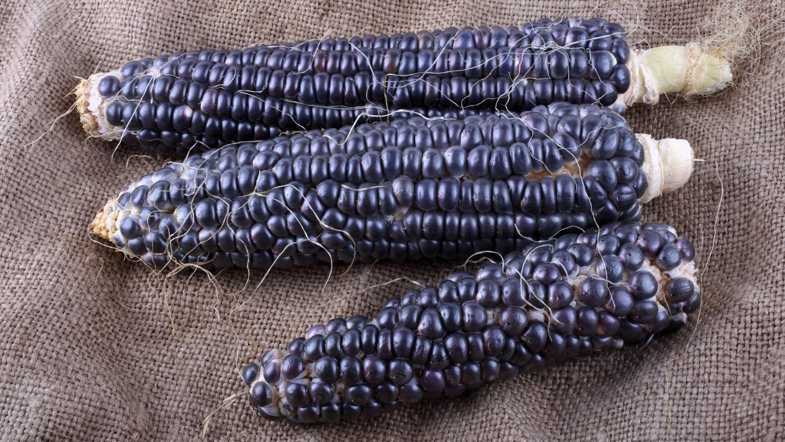 Corn cobs with nearly black, glossy kernels creating a dramatic contrast.