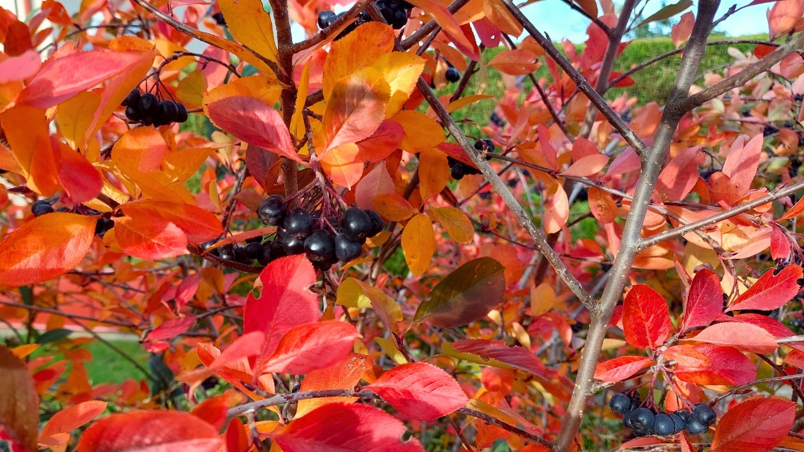 Branches with oval leaves turning from bright orange to deep red are dotted with clusters of small, dark berries hanging along the stems, creating a vivid autumn display.