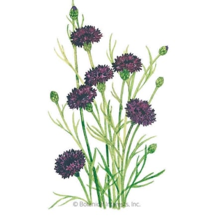 Black Magic Bachelor’s Button Seeds