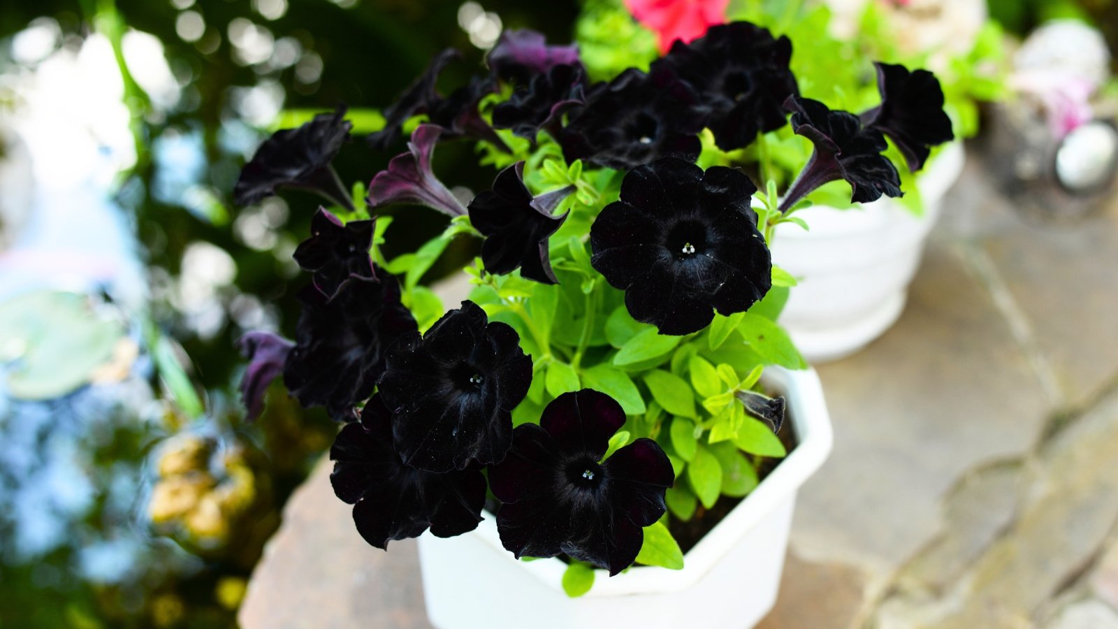 A cluster of velvety, ruffled, deep black-purple flowers with small green leaves.