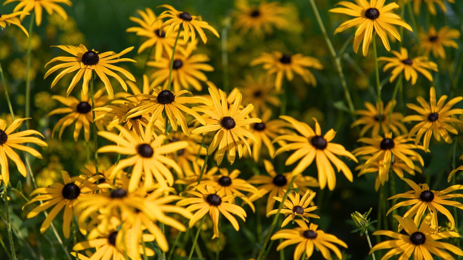 A dense group of wildflowers with bright yellow, daisy-like petals surrounding a dark, prominent central cone.