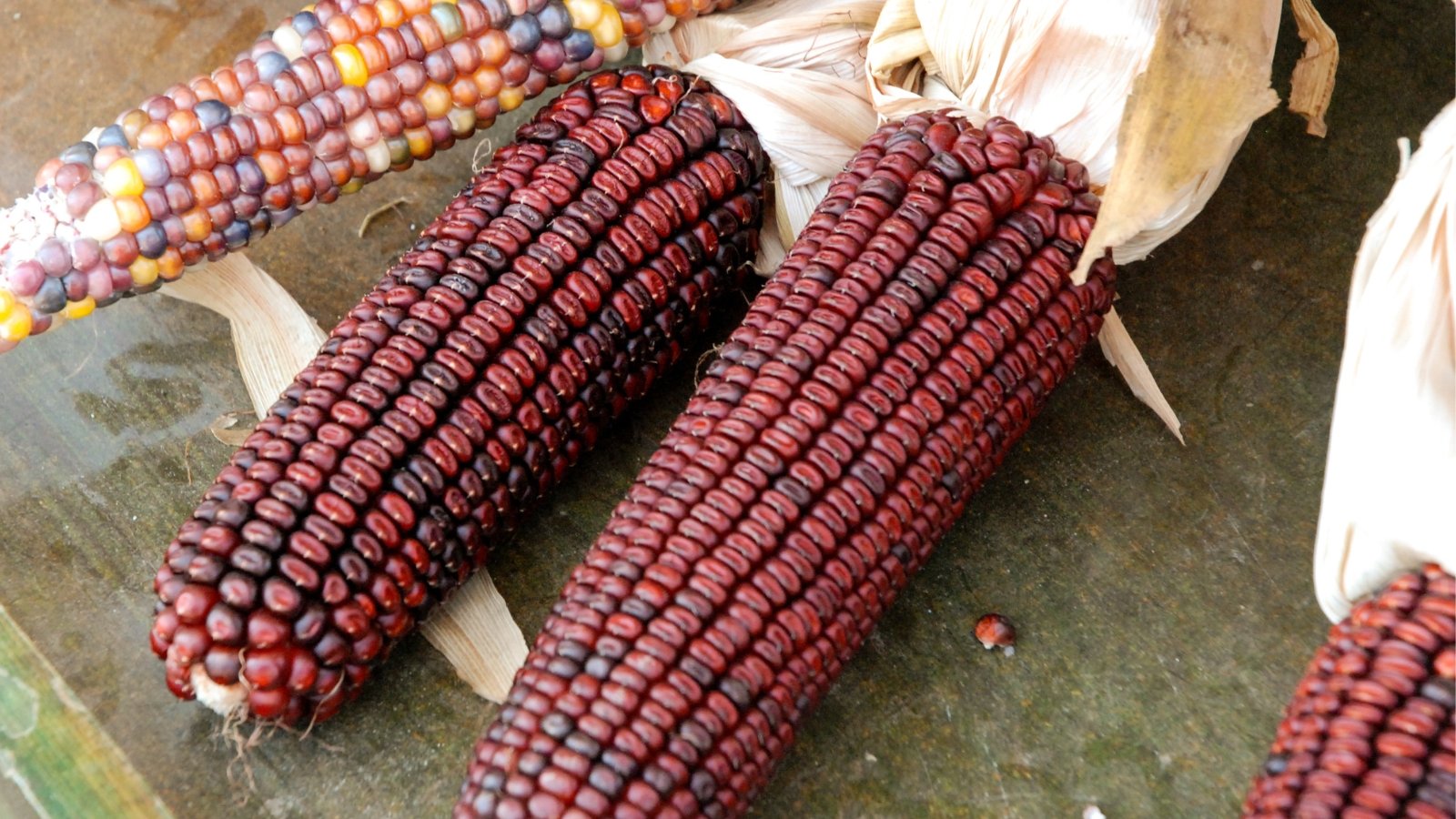 Corn cobs with intense, dark red kernels densely packed along each cob with dry husk.