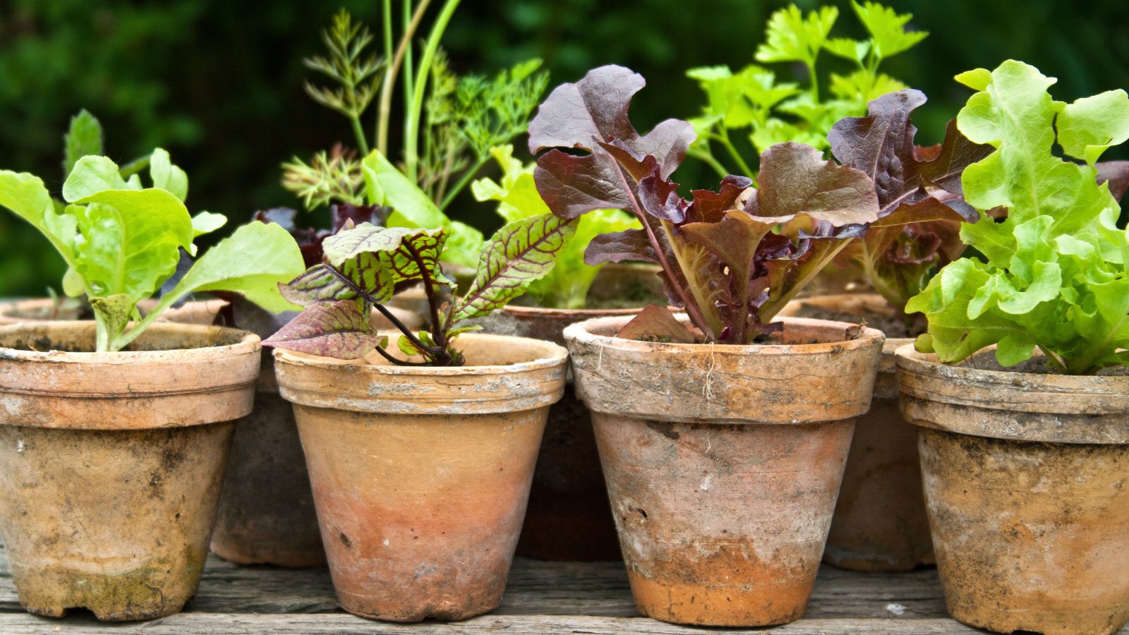 A close-up shot of a large composition of terracotta planters filled with Bloody Sorrel and Lettuce, all situated in a well lit area outdoors