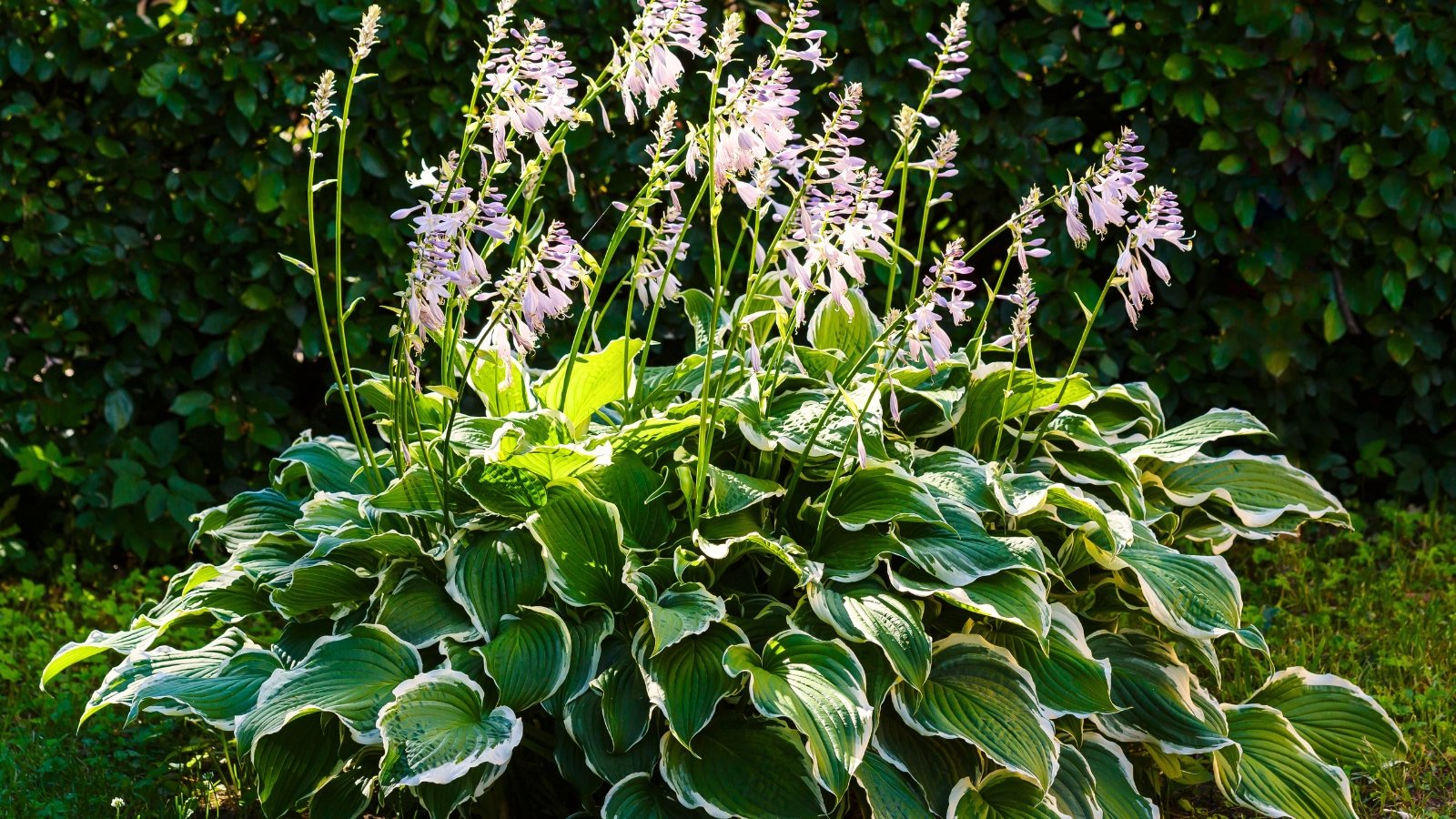 Blooming hosta with broad, heart-shaped leaves edged in white, featuring a smooth, slightly glossy texture, and tall spikes of tubular lavender flowers rising above the foliage.