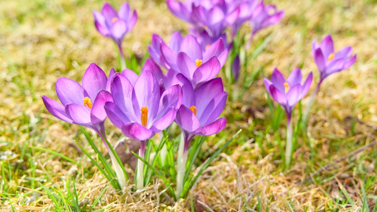 Delicate blooming crocus flowers rise on slender green stems, displaying cup-shaped petals in shades of purple, yellow, and white above narrow grass-like leaves.