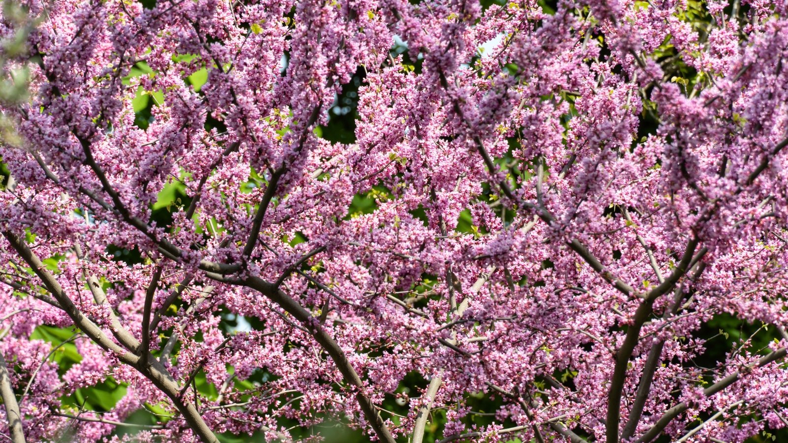 Close-up of a blooming redbud tree with branches densely covered in clusters of vibrant pink flowers.