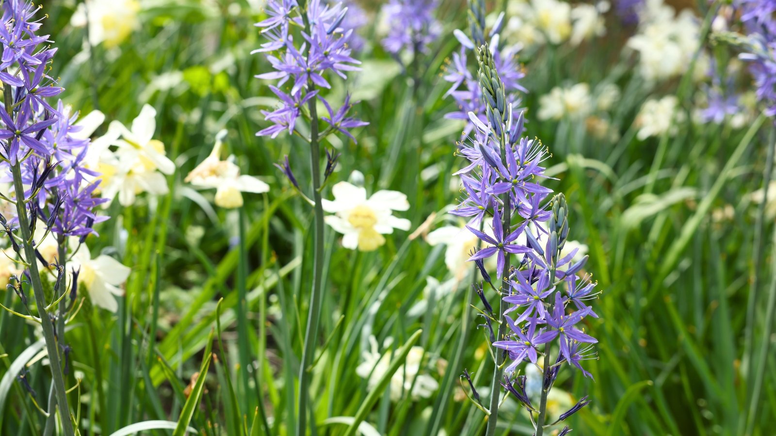 Tall, wispy stalks with several small, star-shaped blue flowers stand in a field of white blossoms with ruffled edges.