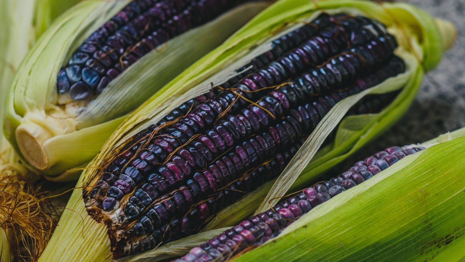 Corn cobs with deep, rich blue kernels and a slightly matte finish.