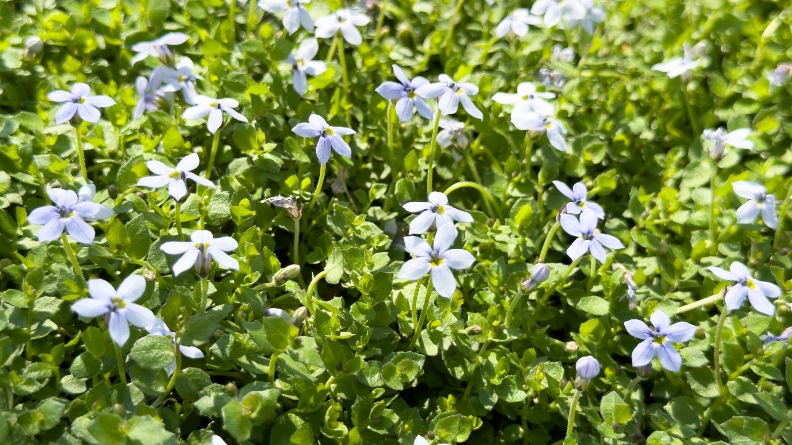 Low, spreading stems form a dense mat of small, rounded green leaves, interspersed with tiny, star-shaped pale blue flowers that create a delicate, carpet-like effect.