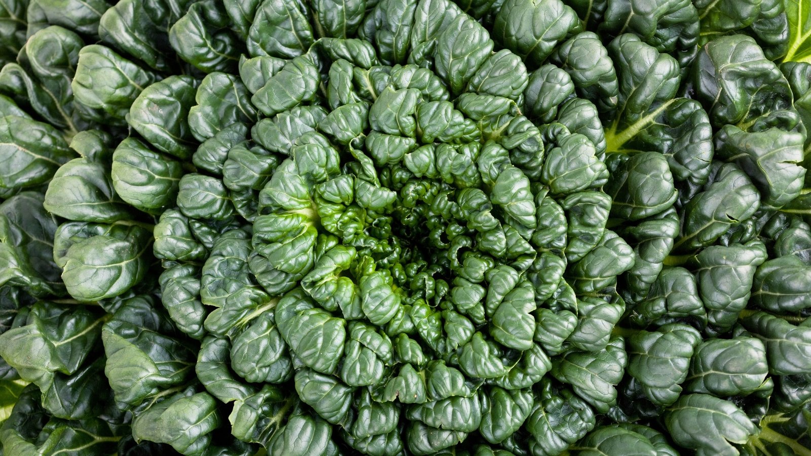 Close-up of compact, overlapping, spoon-shaped leaves with smooth, glossy green tops and pale white-green stems forming a neat rosette pattern.