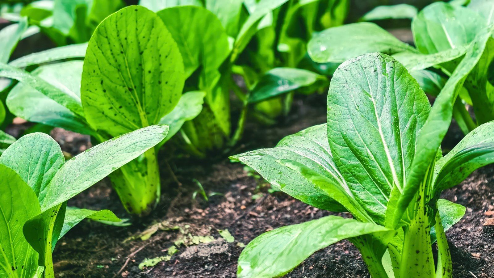 Rows of compact leafy greens with smooth, spoon-shaped leaves and thick white stems growing in a garden bed.