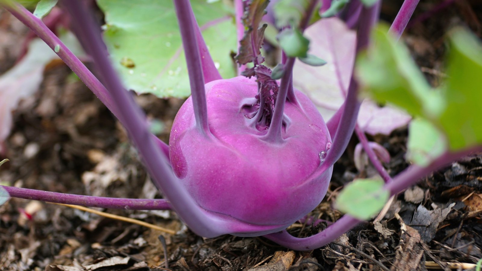 A bulbous, glossy purple root with long, tentacle-like stems extending outward from its top and sides, growing in the dirt.