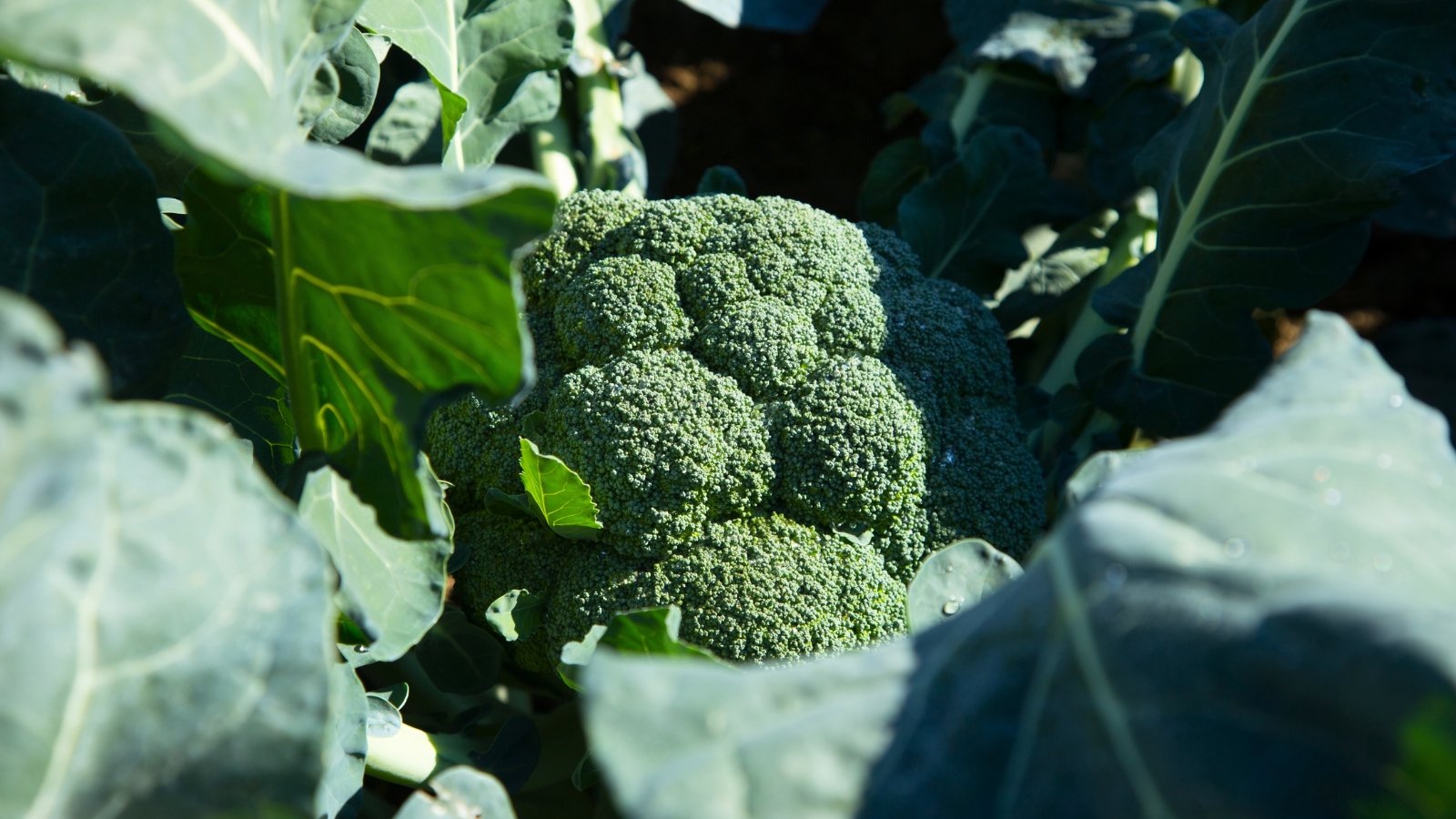 A large, dense head of small green florets with a granular texture is surrounded by broad, gray-green leaves.