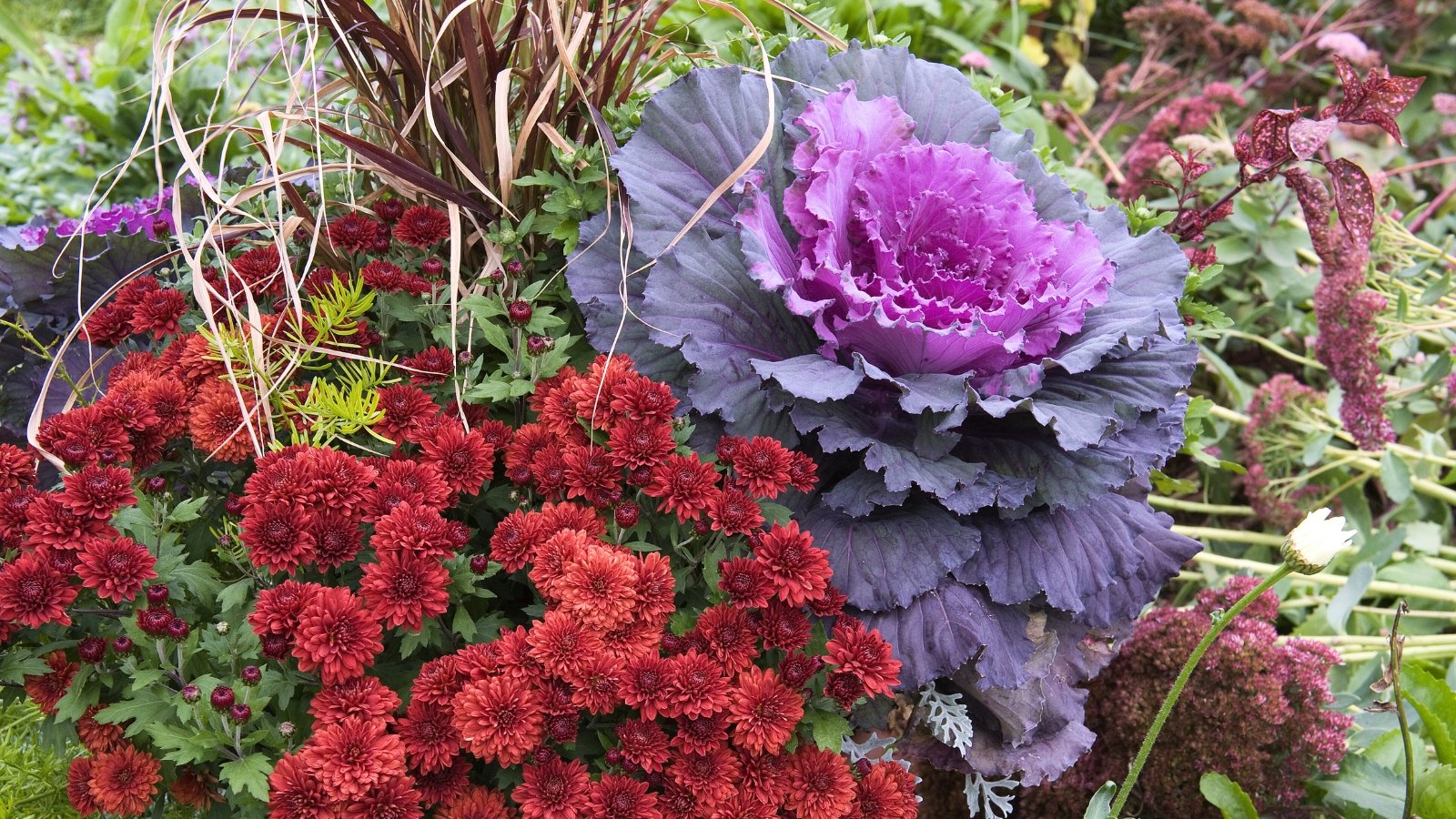 A large, ruffled purple and green leafy vegetable next to a cluster of small, deep red flowers.