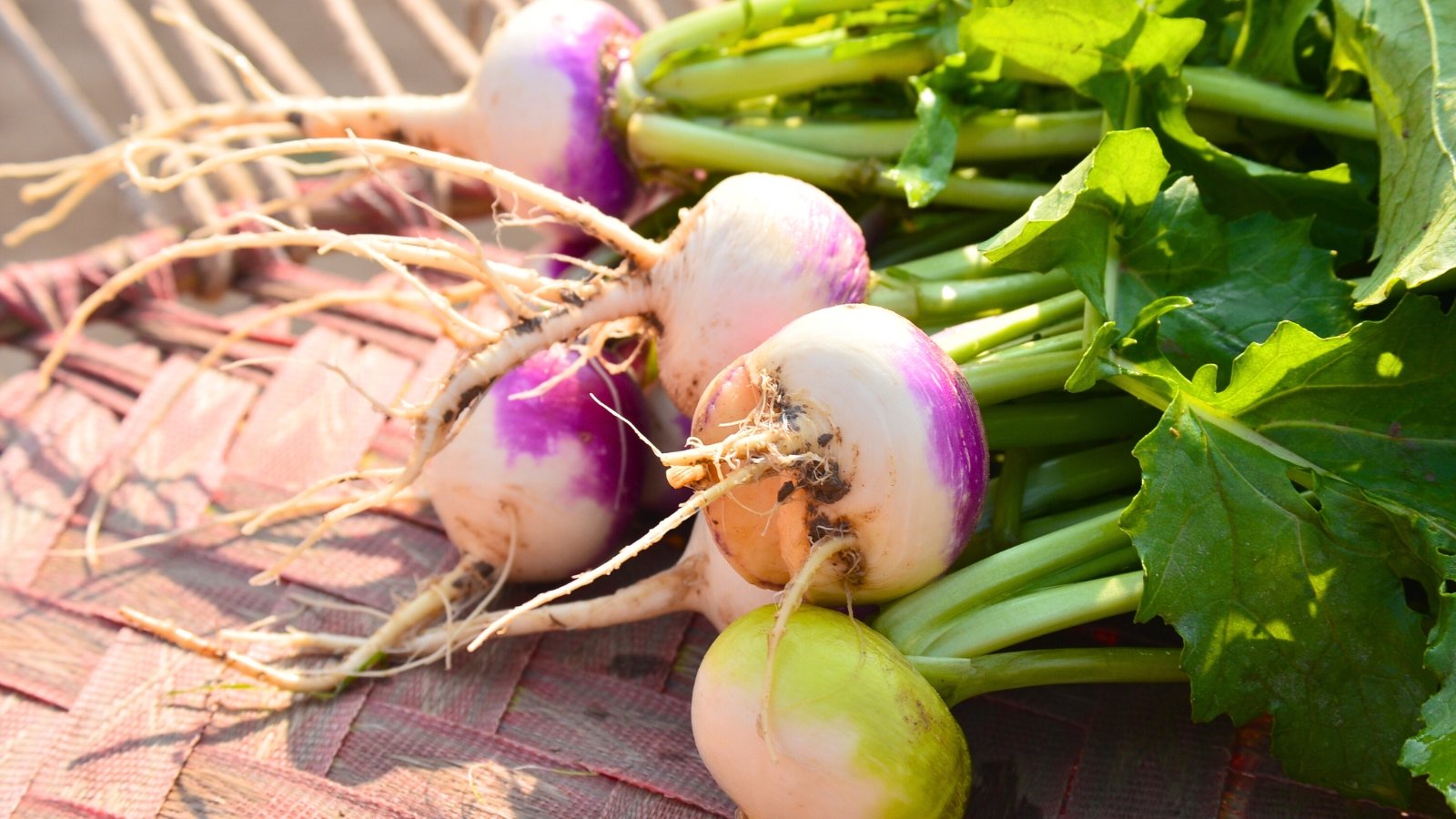 A pile of rounded roots with a purple top and a white base, and long, thin roots are bunched with large green leaves.