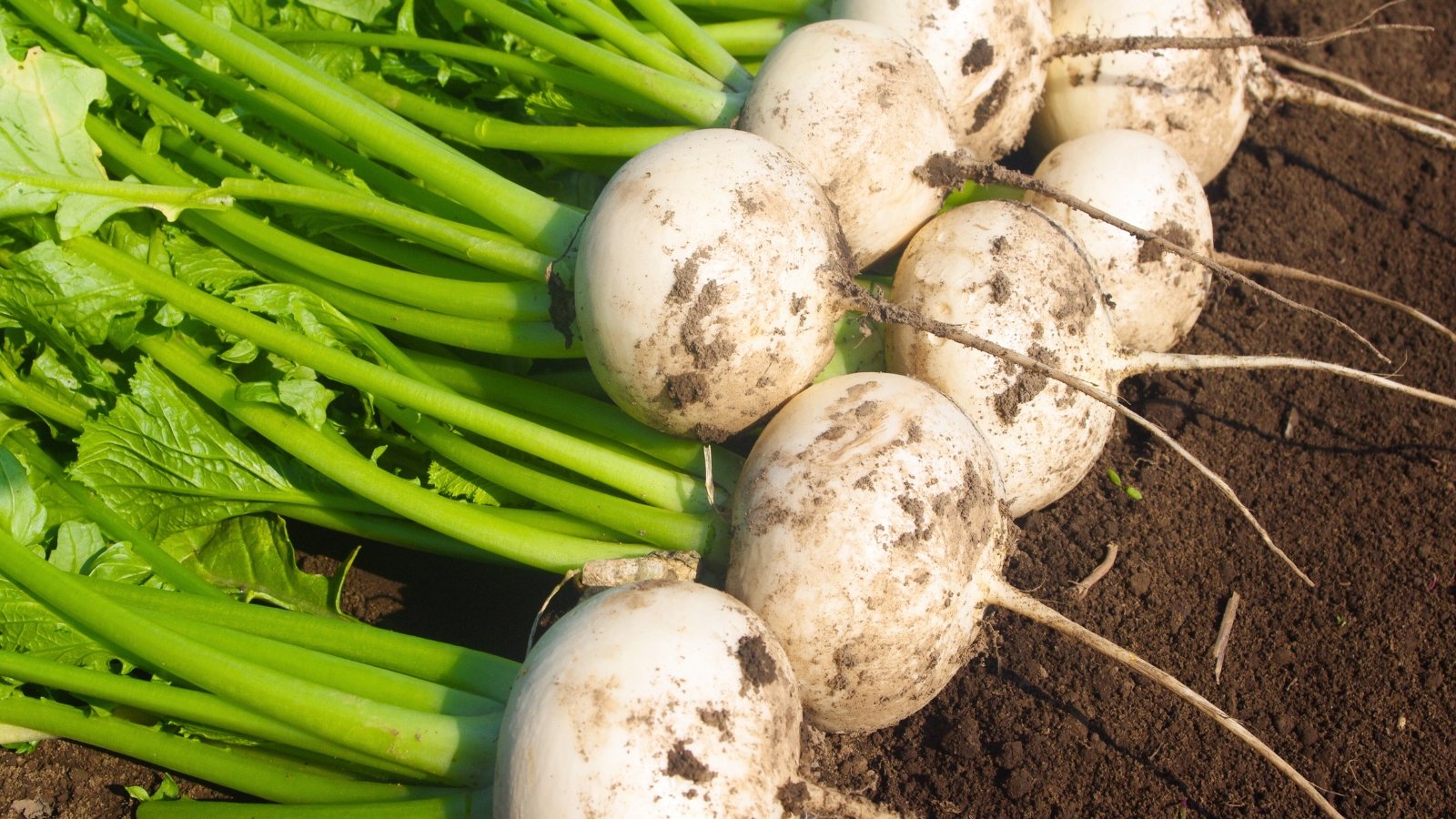 A harvest of smooth, round white roots with a few traces of soil, arranged on the ground with their long, leafy green tops gathered together.