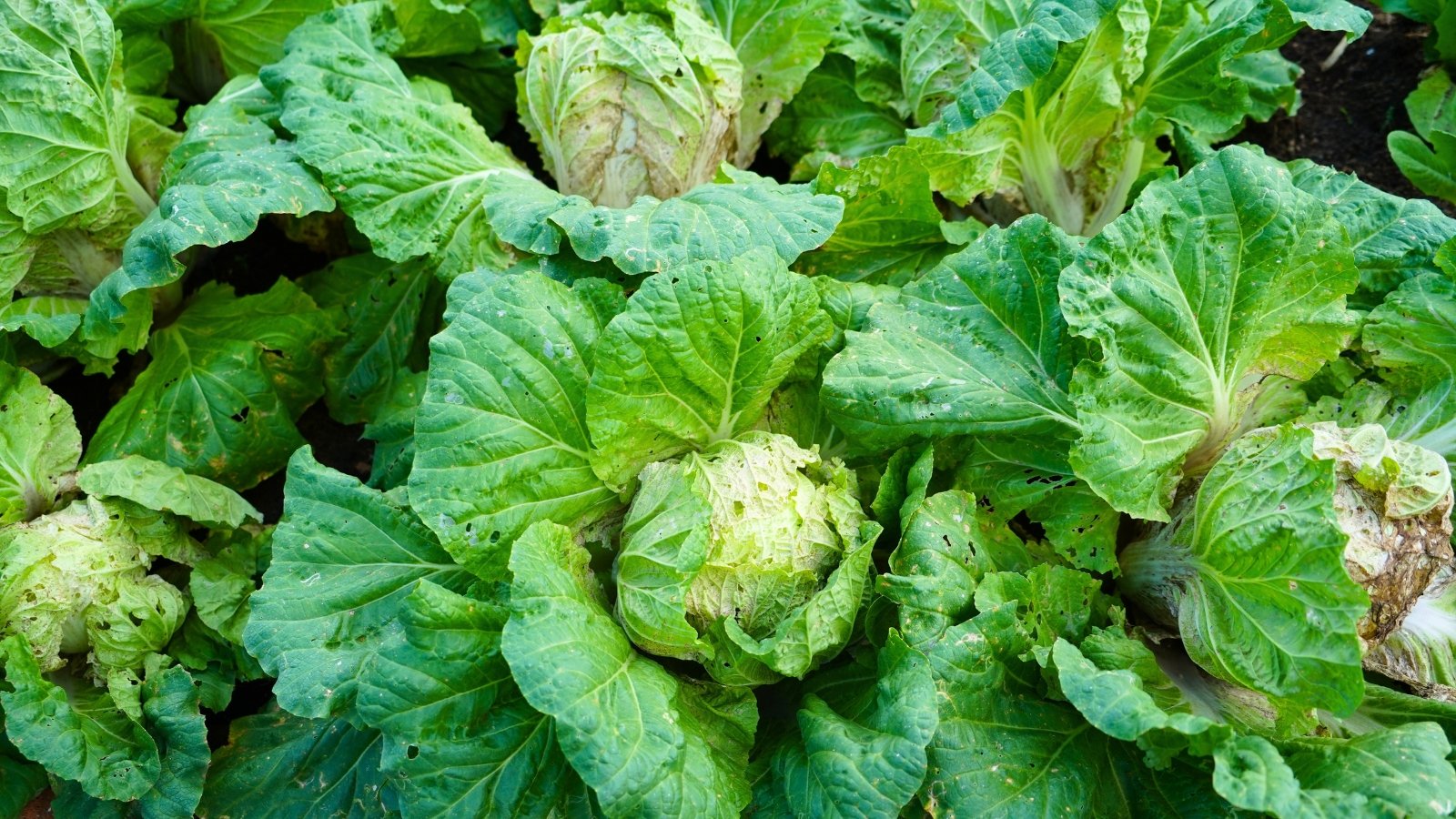 Rows of tightly packed plants display broad, crinkled leaves in shades of pale to medium green, forming dense, layered heads in the garden bed.