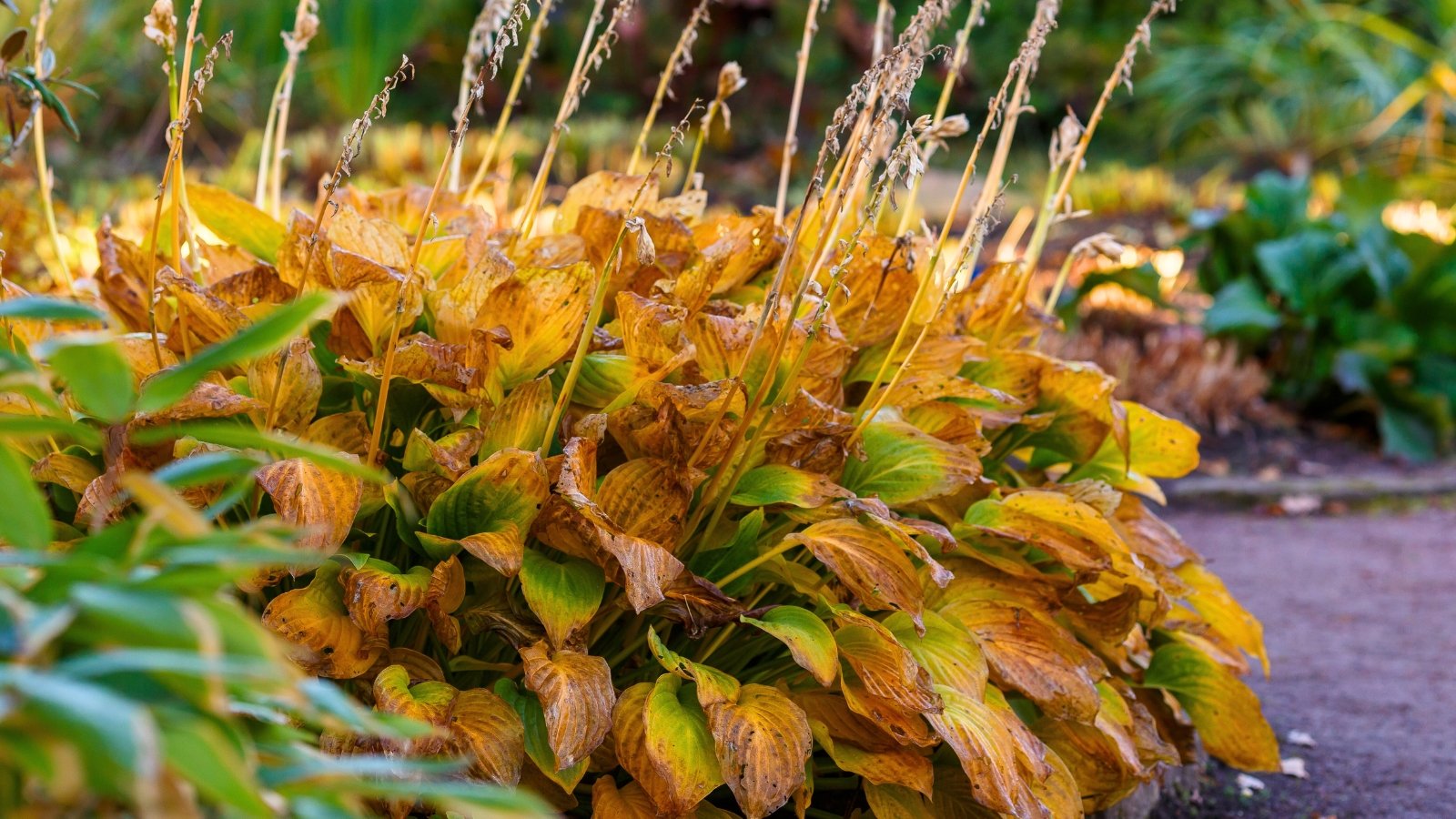 Bright yellow autumn hosta with broad, slightly curled leaves and faded, withered flower spikes.