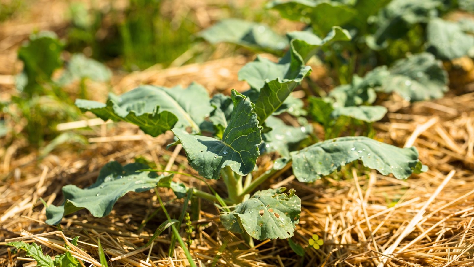Young broccoli plants with broad, wavy dark green leaves on sturdy stems growing in a straw-mulched garden bed under sunlight.