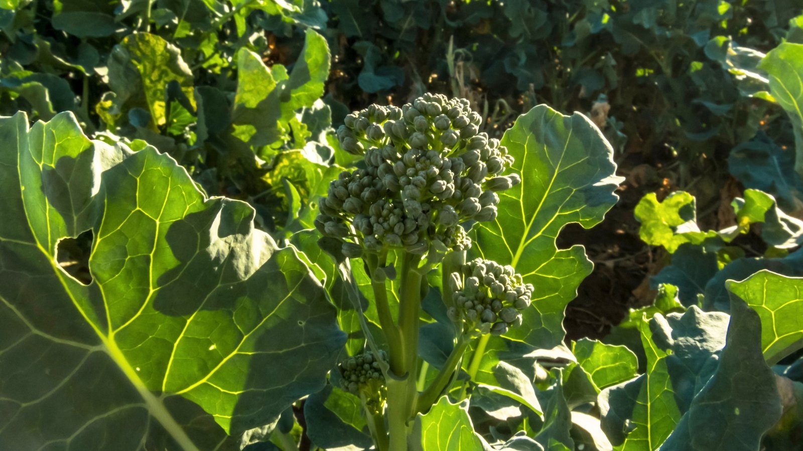 Plants with slender green stems, small clustered florets, and narrow leaves growing in a sunny garden.