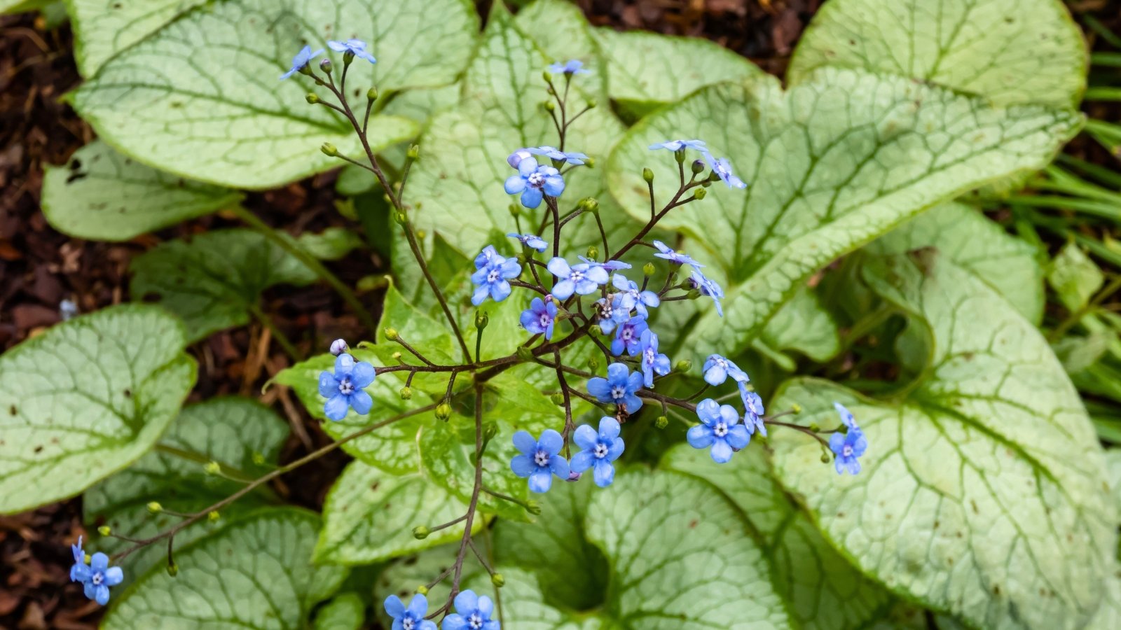 Tiny, sky-blue flowers with five petals and small white centers are arranged in loose clusters above large, silver-veined, heart-shaped green leaves.