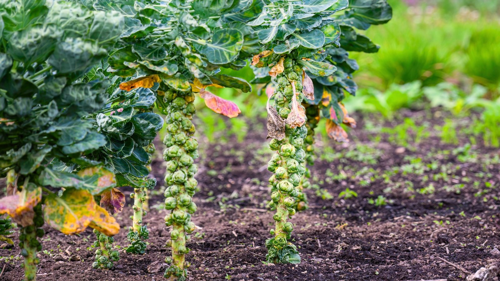Several upright plants growing in a row with thick green stems covered in neatly spaced small round sprouts, topped with broad, overlapping cabbage-like leaves with textured surfaces and wavy edges.