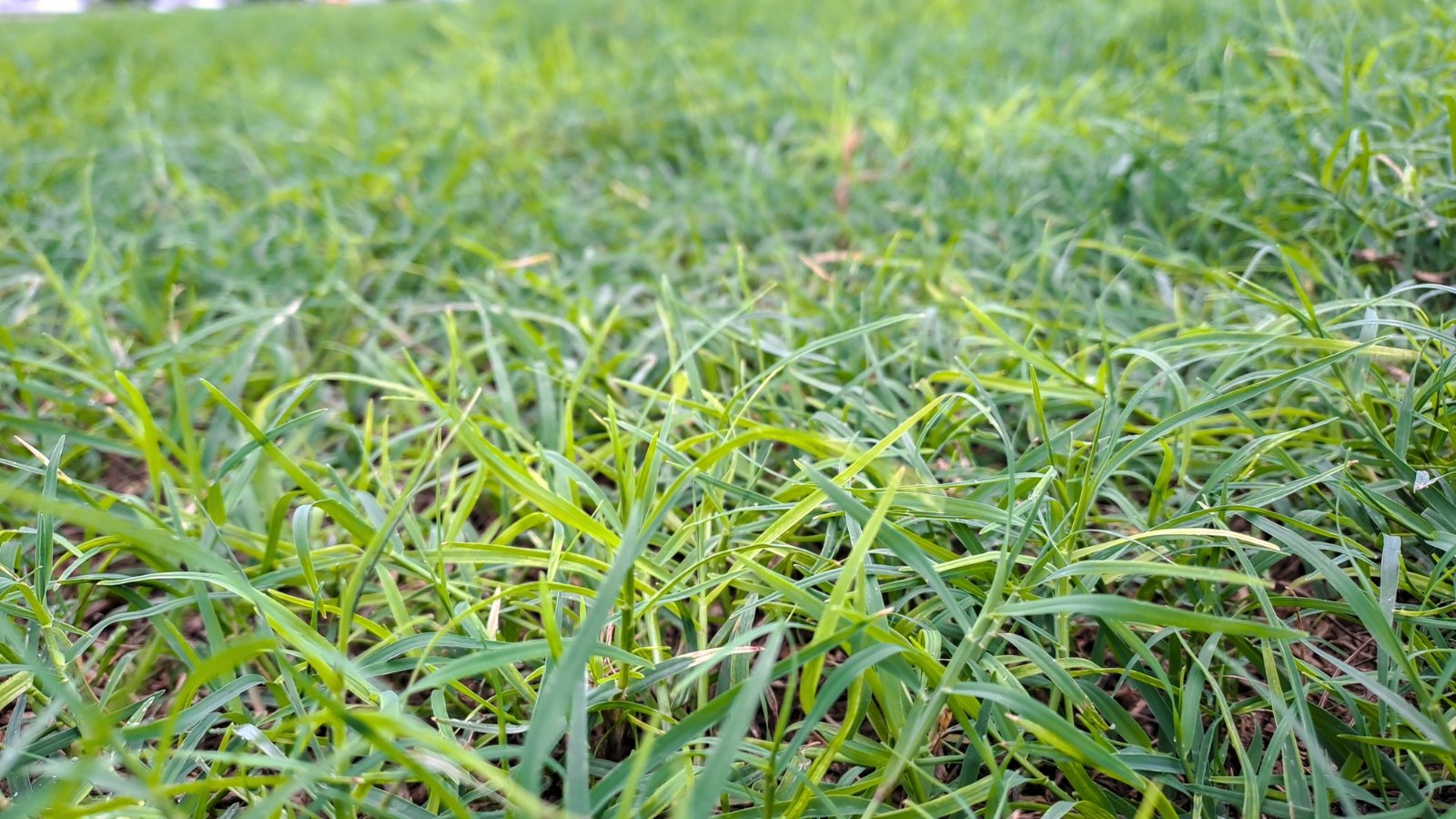A close-up of a low-growing, dense lawn with soft, narrow green-gray blades forming a natural, textured surface.