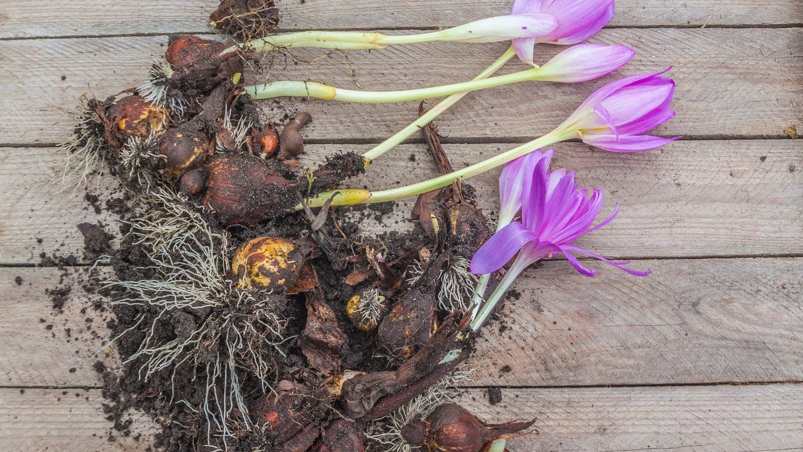 Colchicum bulbs partially covered with soil lie on a wooden surface, with naked stems and pale purple flowers extending from them.
