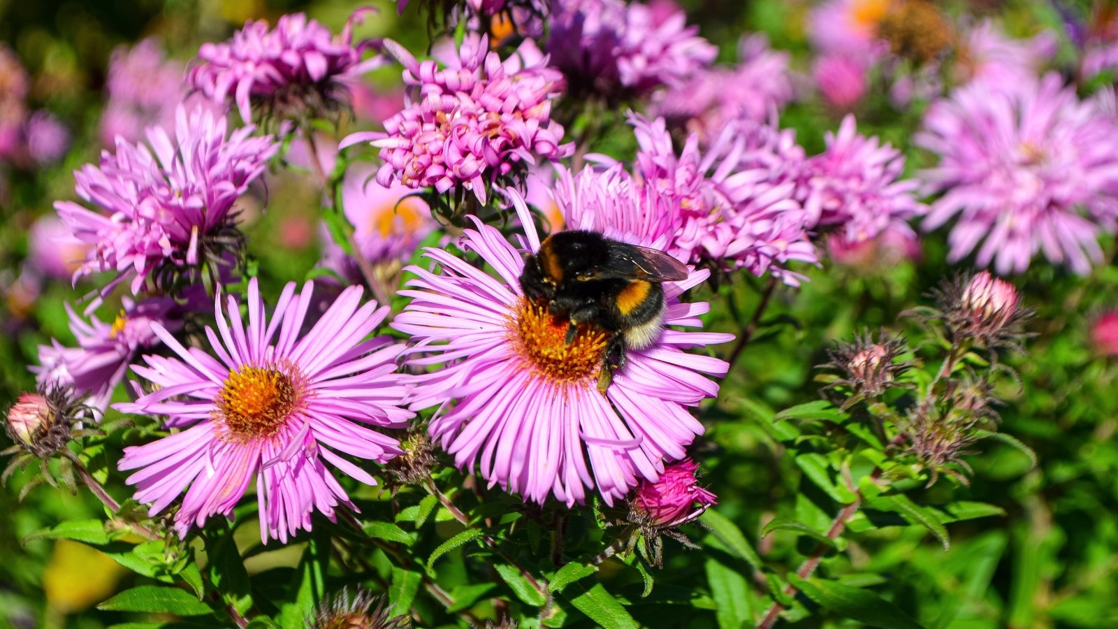 A Bumblebee queen perches on a vibrant aster flower, her fuzzy black and yellow body contrasting with the delicate purple petals.