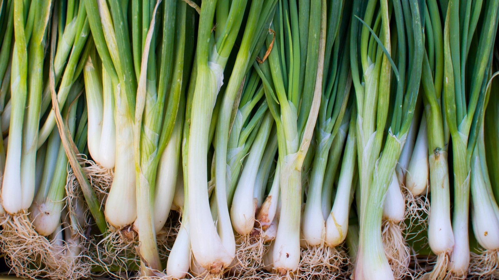 A close-up view of a large bunch of long, hollow, green stalks with white, cylindrical bases and intricate, hairy roots.