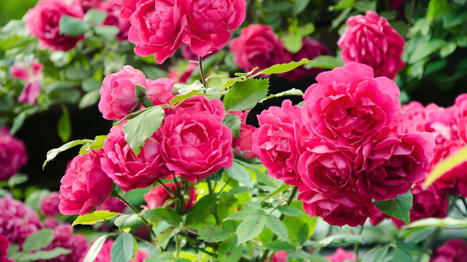 Bushes densely covered with clusters of vibrant pink flowers, showing layered petals and glossy green leaves along sturdy stems.