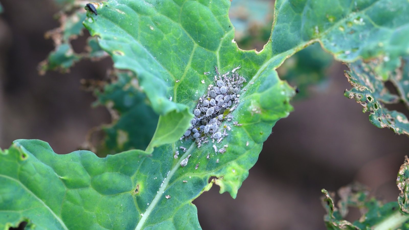 Clusters of tiny, soft-bodied, gray-green insects with pear-shaped bodies gather densely on the underside of a leafy green plant, sucking sap and causing leaf curling.