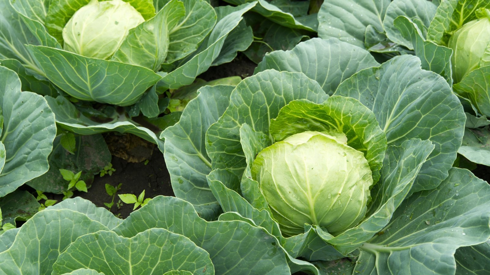 Compact leafy vegetables growing in the garden with tight round heads of smooth, pale green leaves surrounded by larger, darker outer leaves that spread outward with slightly wavy edges.