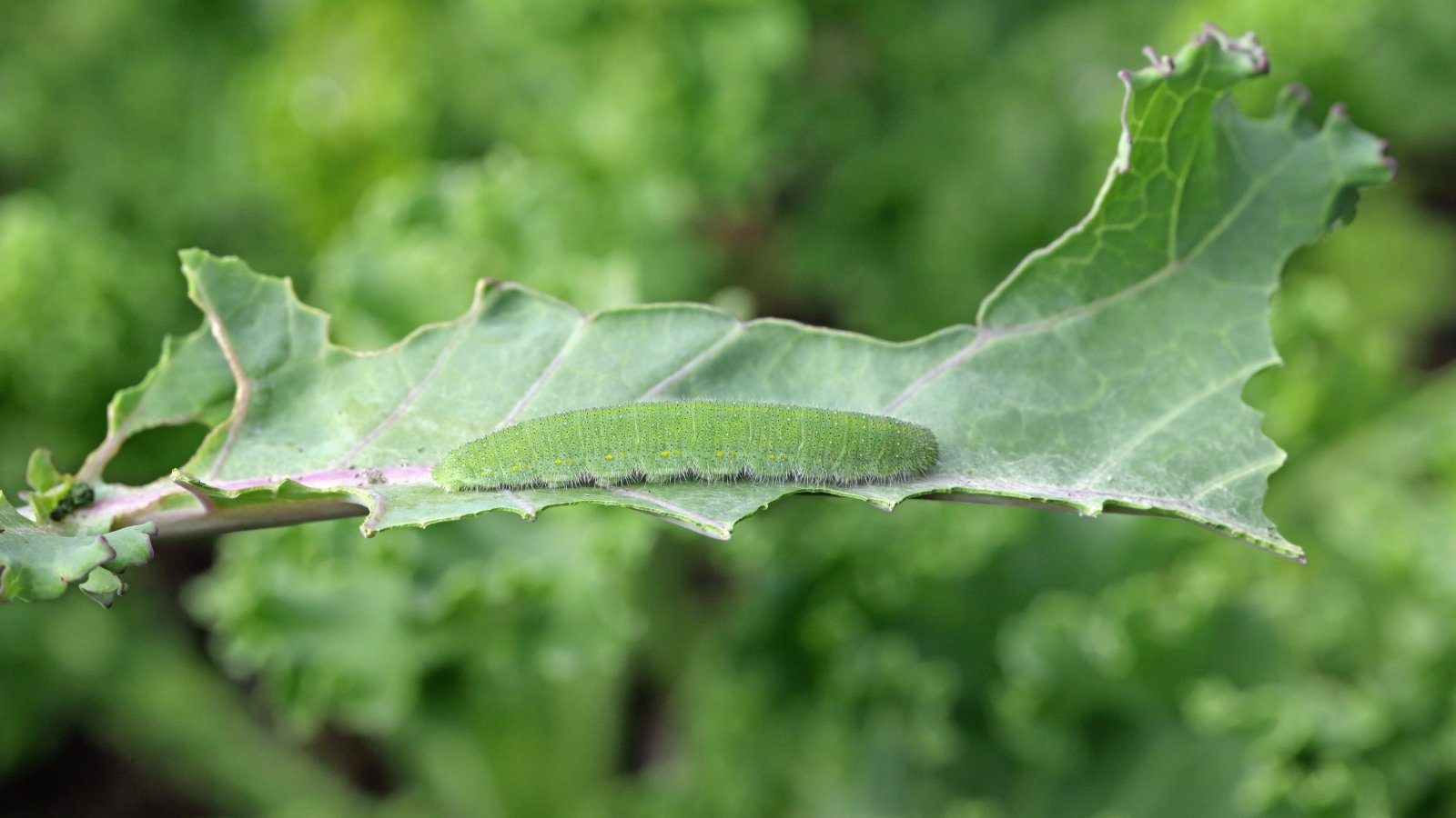 A small green cabbage looper caterpillar with a slender, curved body crawls along the surface of a bright green leaf, leaving faint feeding marks behind.