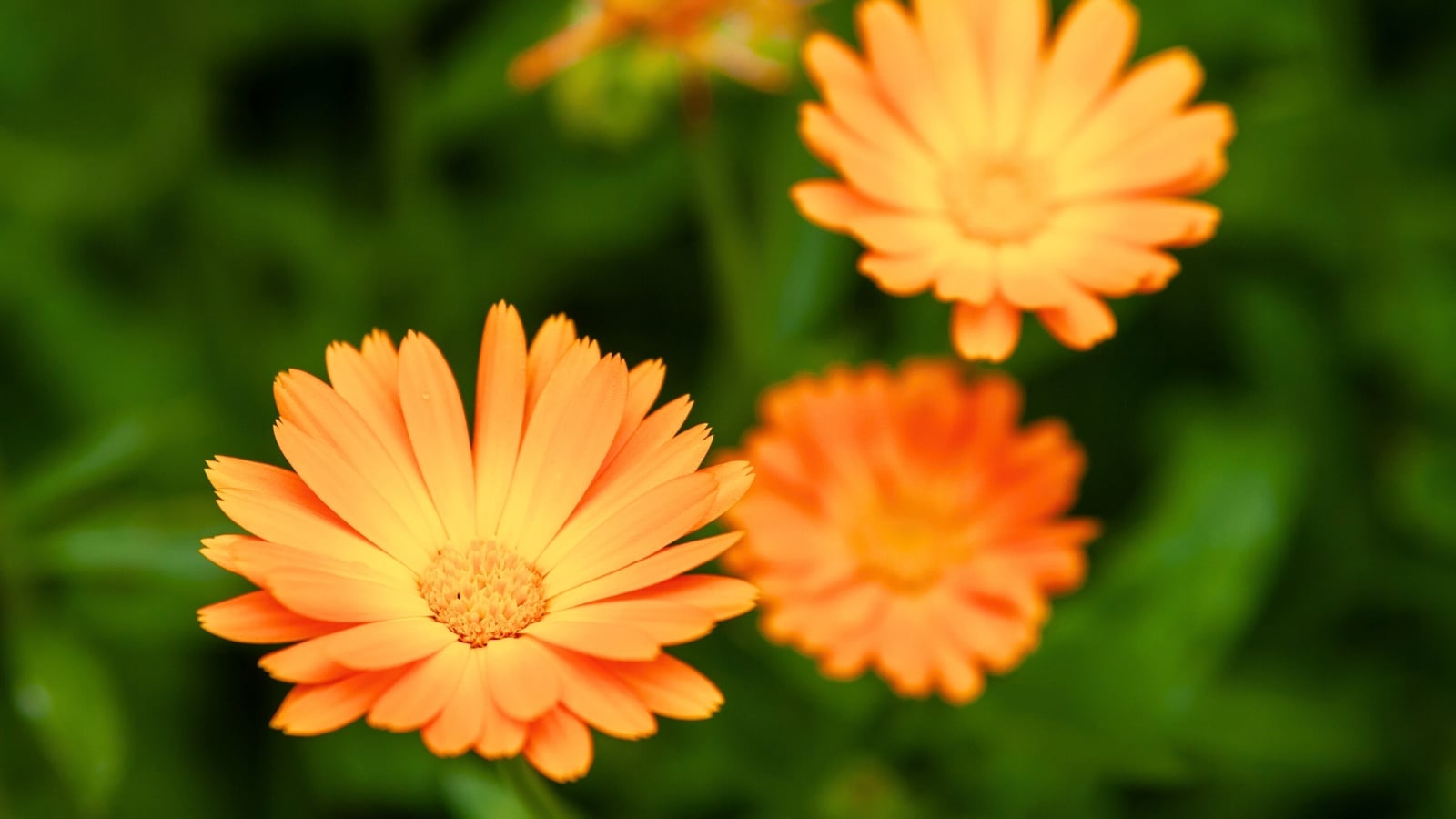 Three bright orange and yellow flowers with multiple layers of thin petals radiating from a central disc, set against a blurred green background.
