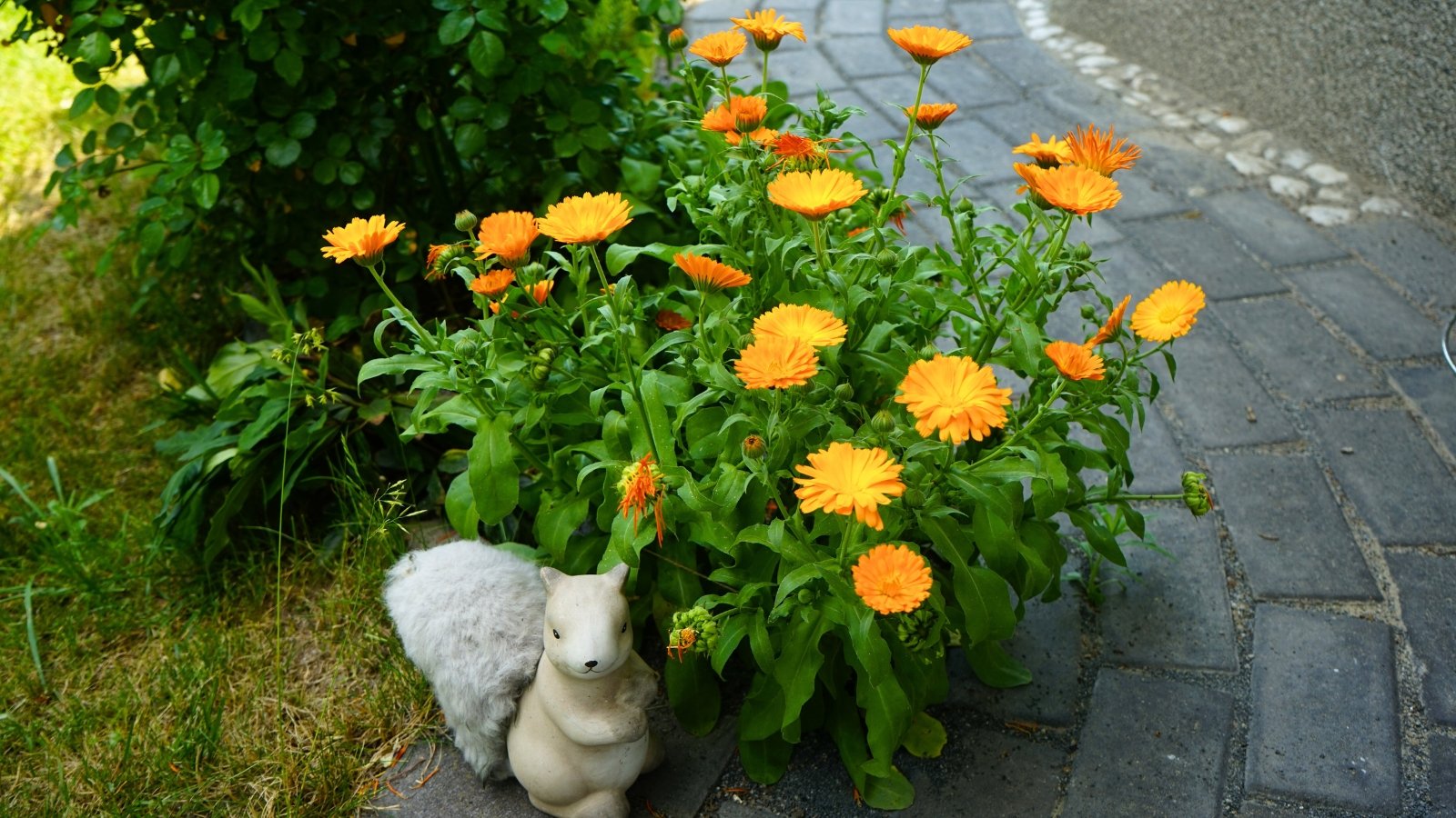 A bush of bright orange flowers with densely layered petals and long, slender green leaves.