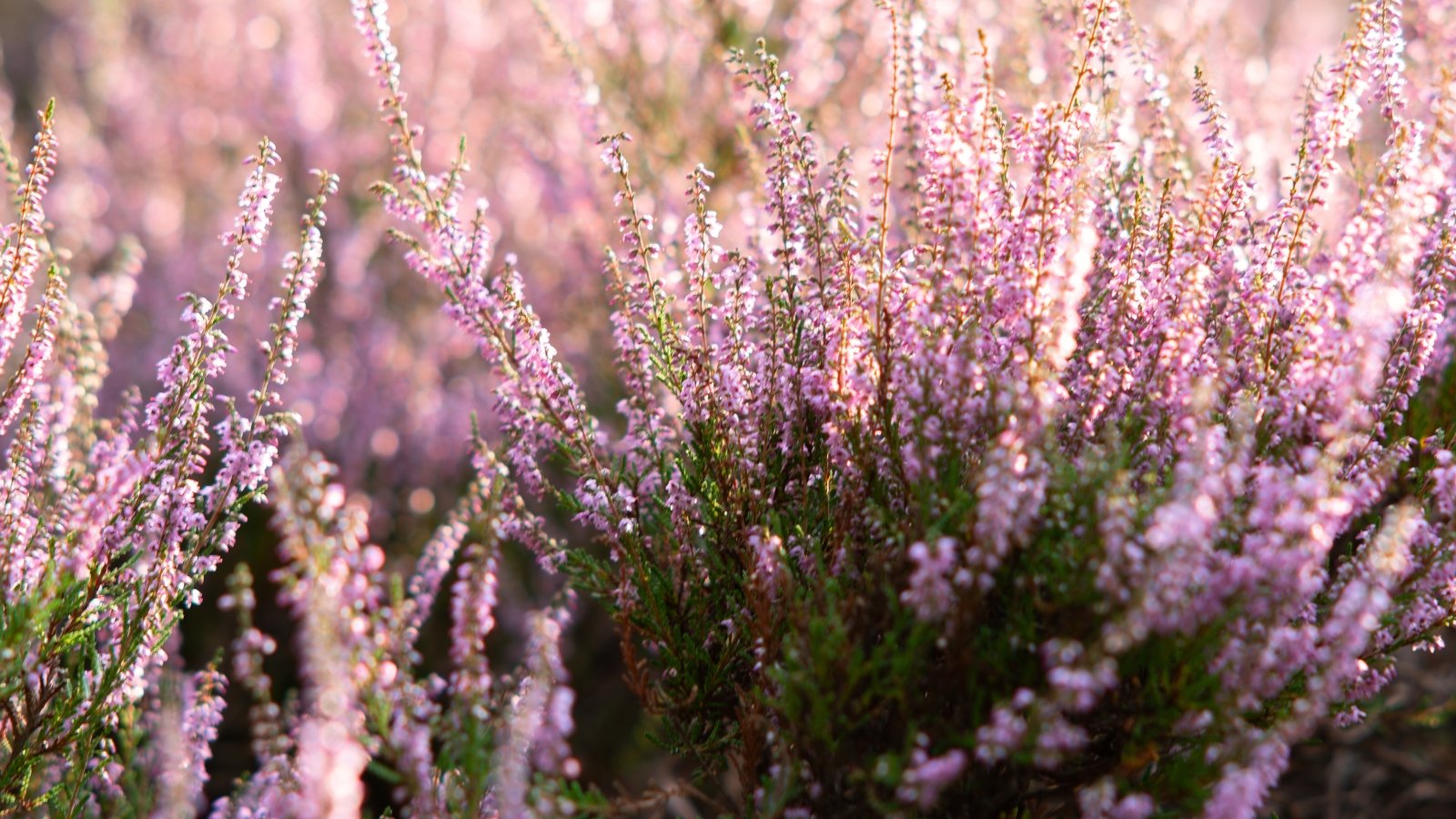 Slender, woody stems lined with small, needle-like green leaves are covered in dense clusters of tiny, bell-shaped pink-purple flowers in full bloom.