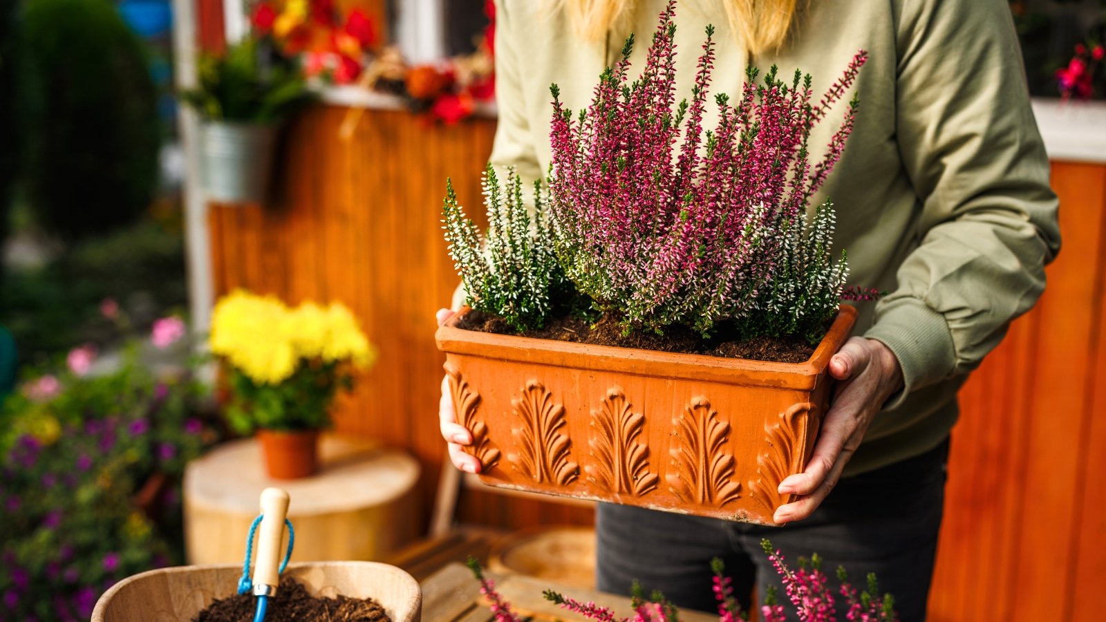 A person holds a rectangular pot with small, upright sprigs of red, pink, and white blossoms on scaly stems.