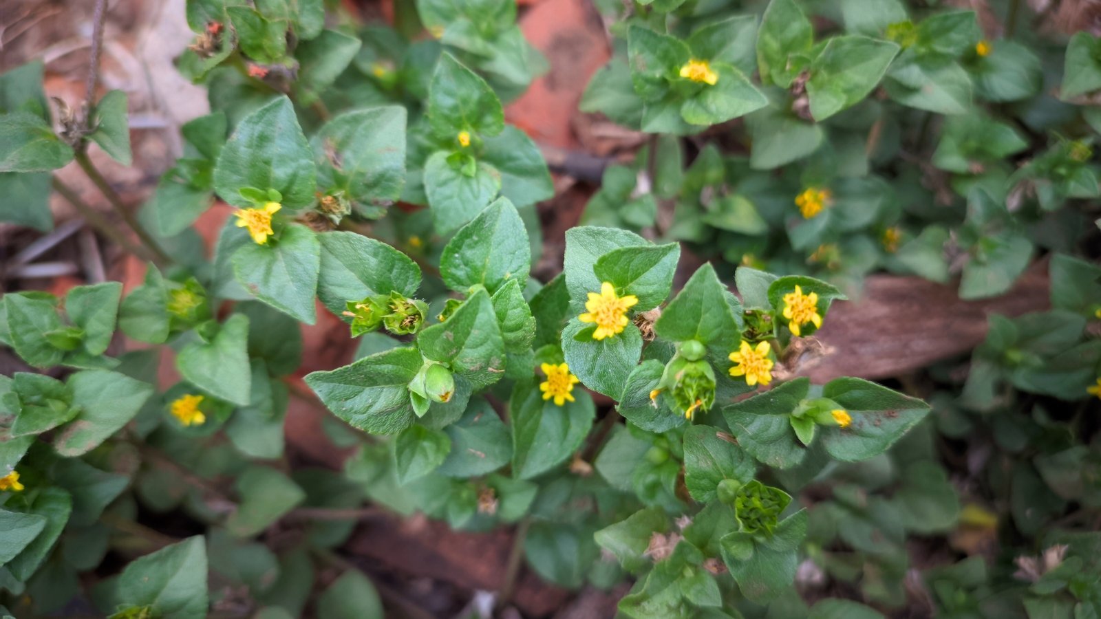 Spreading groundcover with small, bright yellow daisy-like flowers and trailing green stems and leaves.