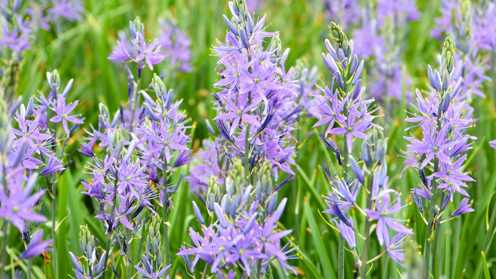 Tall, upright stems bear clusters of star-shaped, pale blue to violet flowers above strappy green leaves, forming elegant spikes in the garden.