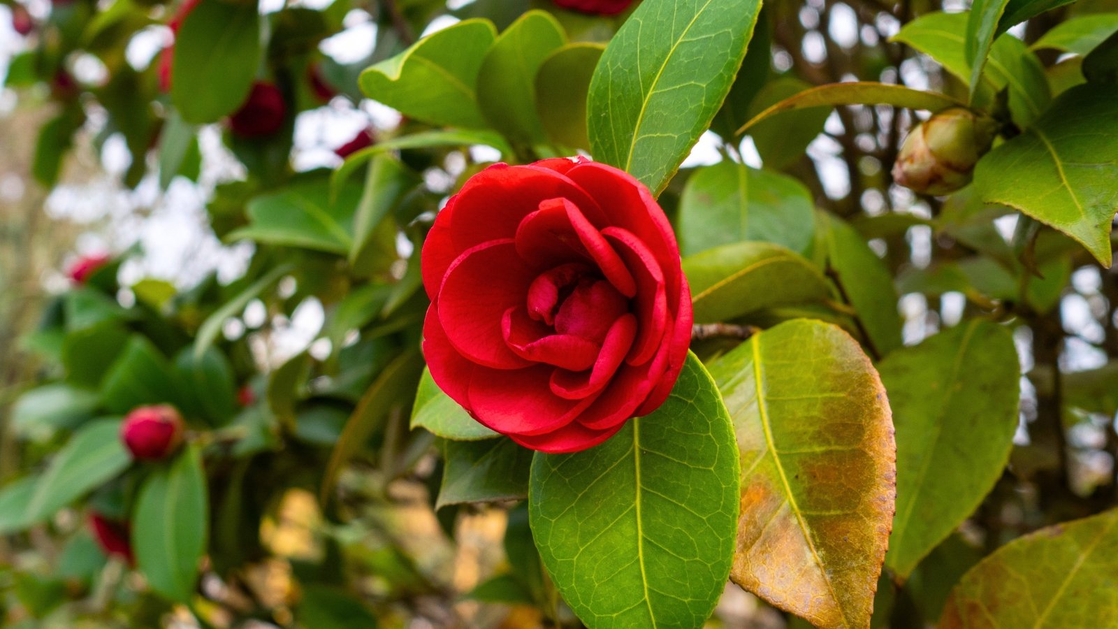 A single, vibrant red flower with many layered petals surrounded by glossy, deep green leaves.
